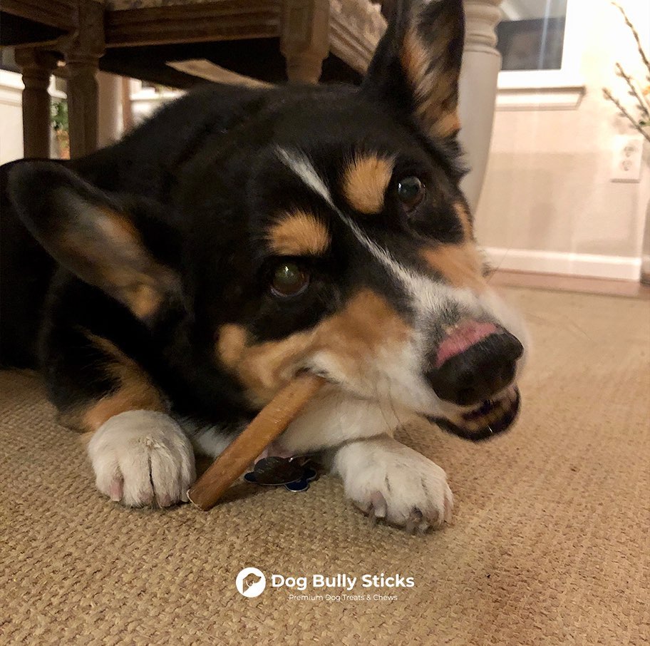 Dog Treats: Avoid These 5 Artificial Preservatives!