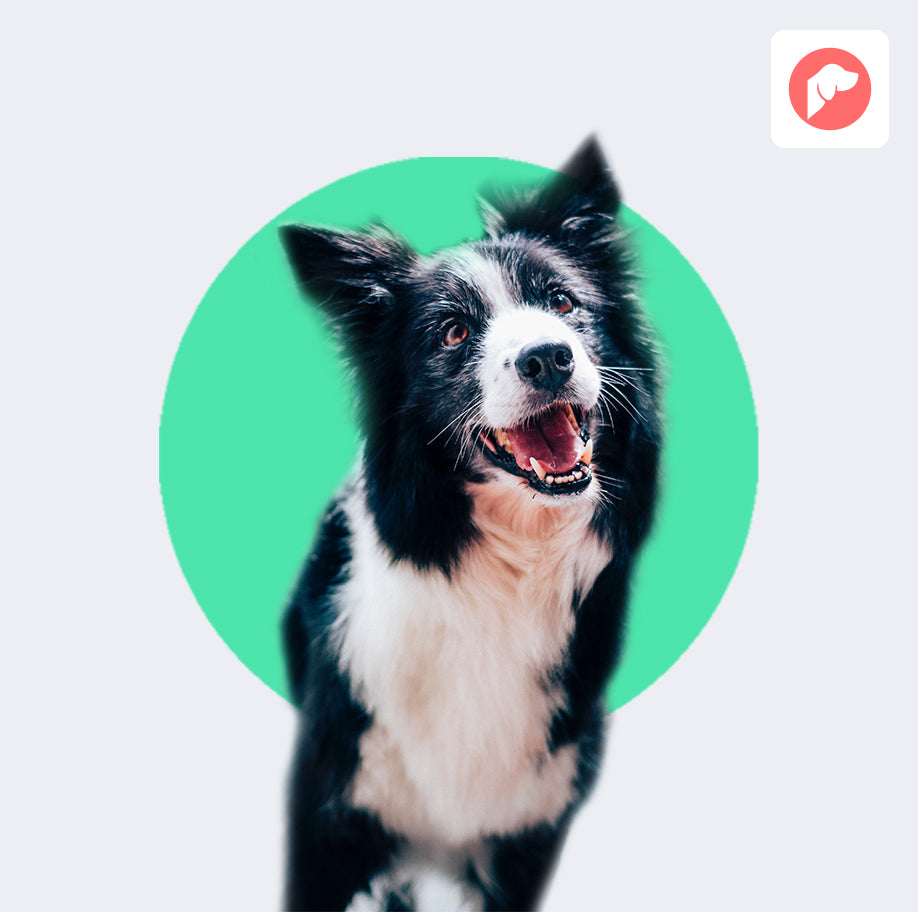 Treats to Clean Your Dog's Teeth