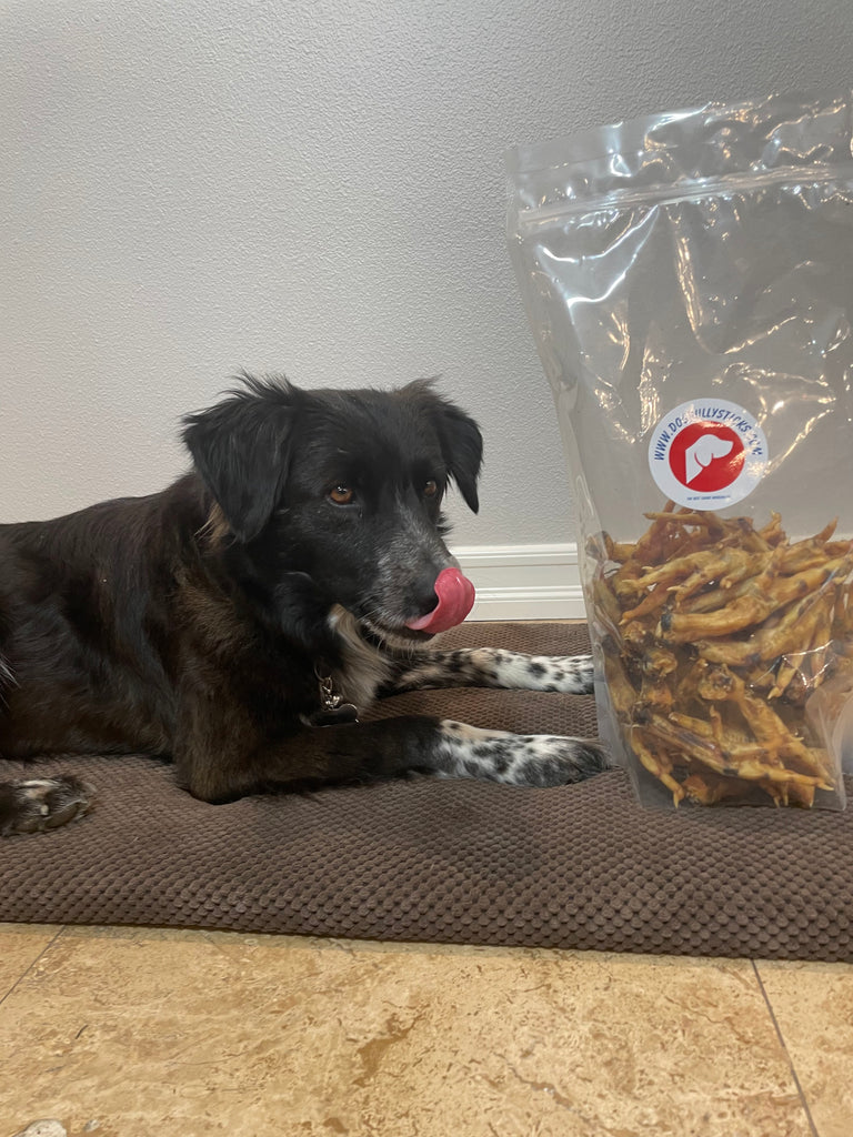 10 Socialization Tips for your Dog or Pup!