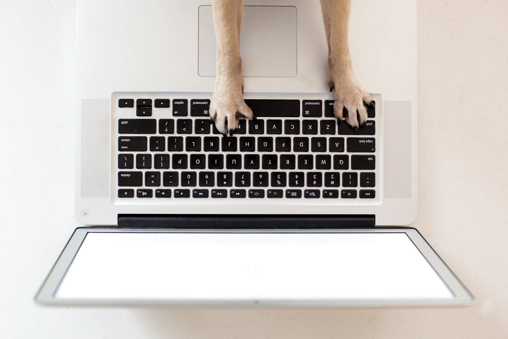 The Jobs Dogs Do (Do you know them all?)