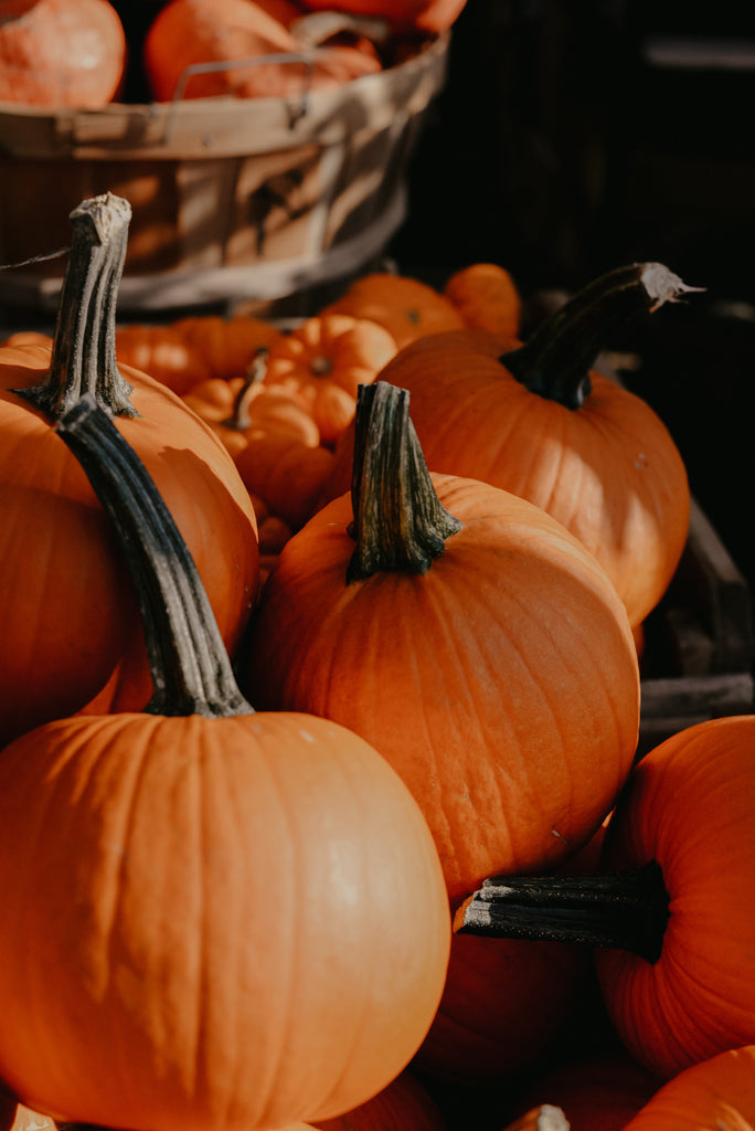 Is Pumpkin Good For Dogs?