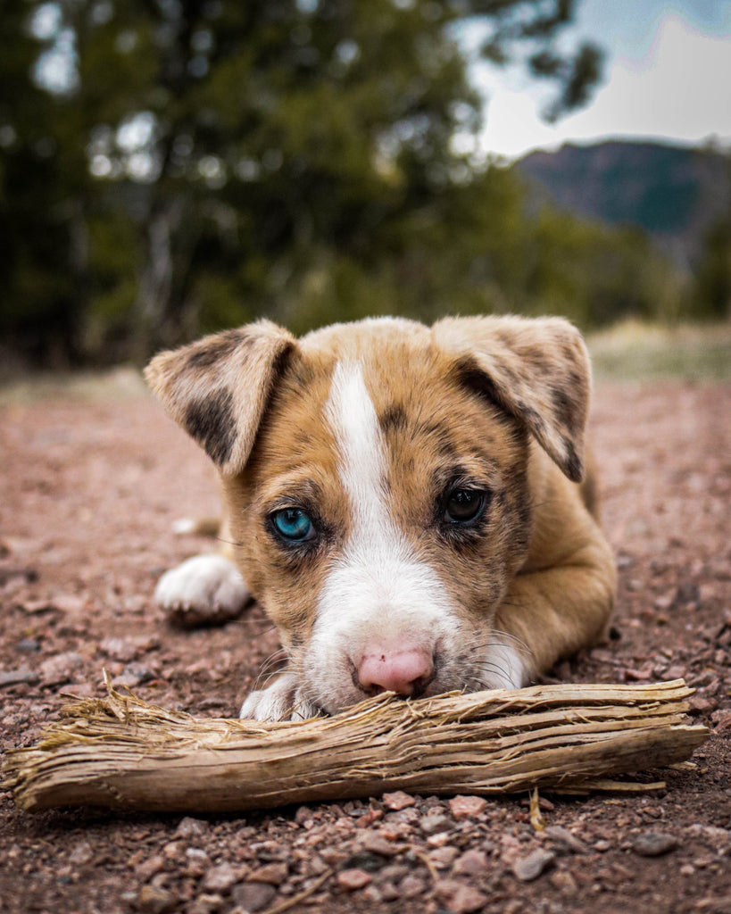 Why Your Dog Needs to Chew