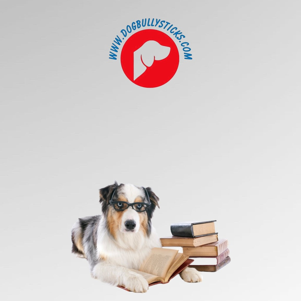 Dental Health for Dogs