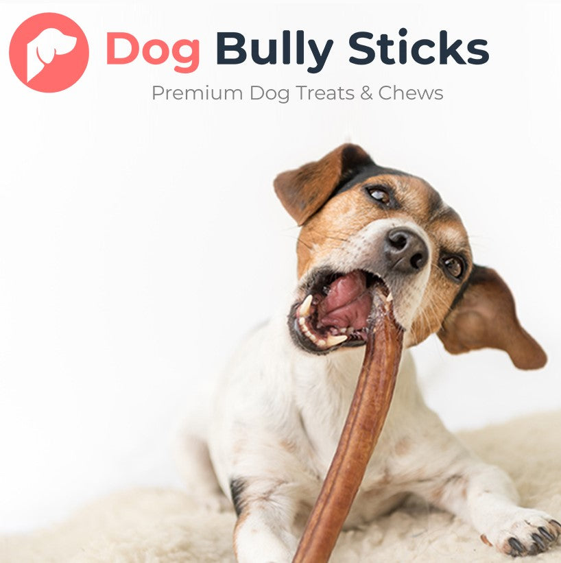 Dog Treats: How to Pick the Best Quality