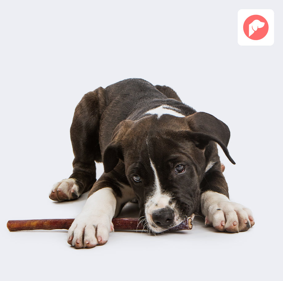 Can Bully Sticks be Part of a Healthy Canine Diet?