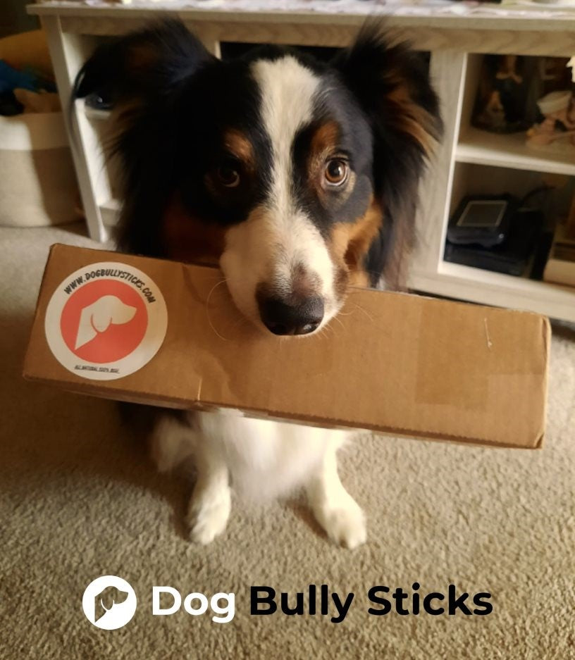 Keep these 7 Ingredients OUT of your Dog’s Treats!