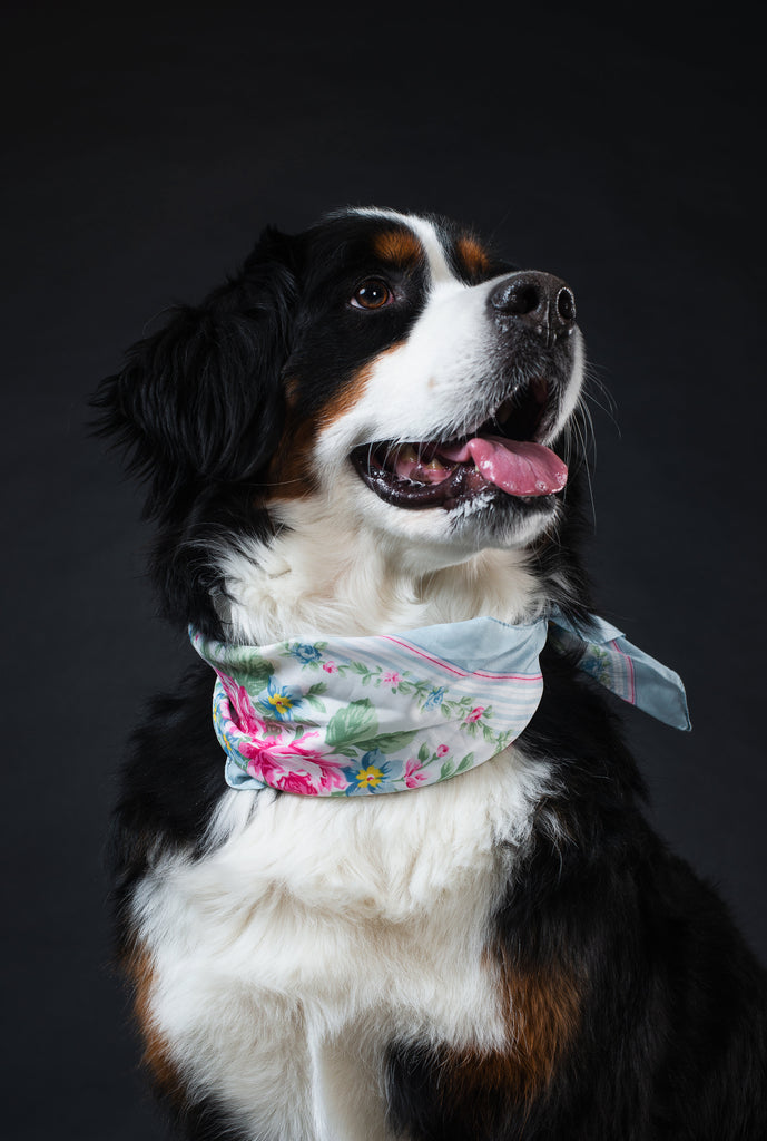 Straight Out of the Kitchen: Healthy Dog Treats from Your Pantry & Fridge