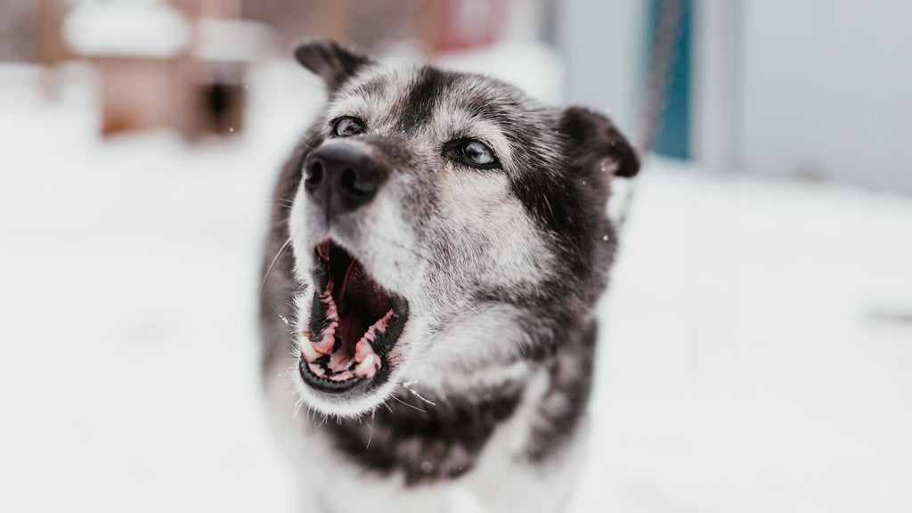 Why You Should Brush Your Dog's Teeth & DIY Toothpaste