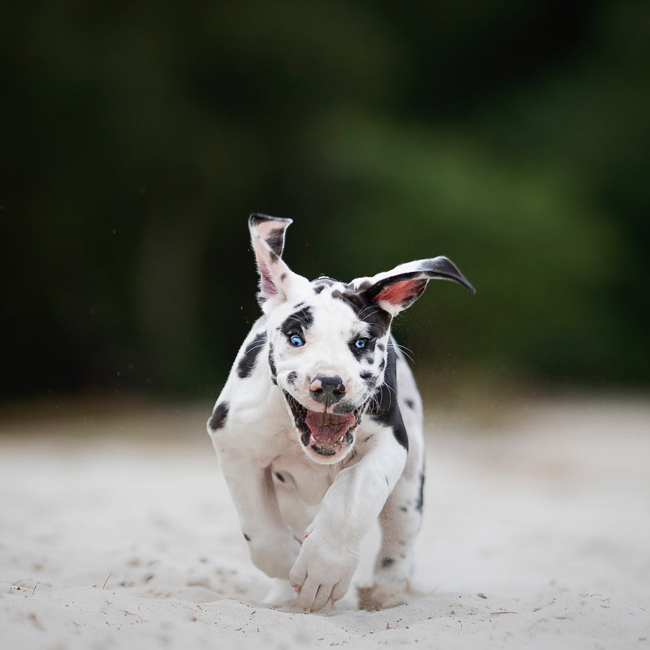 The Benefits of Bully Sticks For Dogs