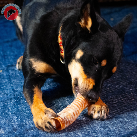 Windpipe Chew (6-Inch / 3 Pack)