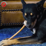 Extra-Long Bully Stick (12”)